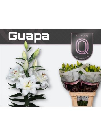 LI OR DU GUAPA