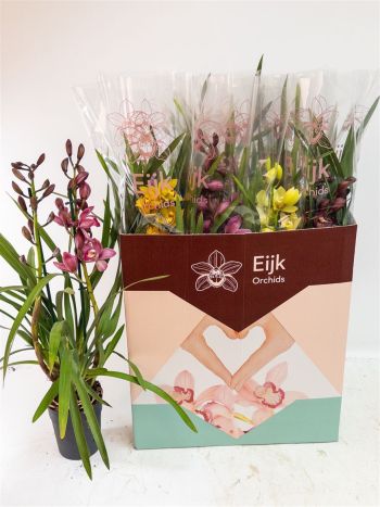 CYMBIDIUM GEM AKCIO