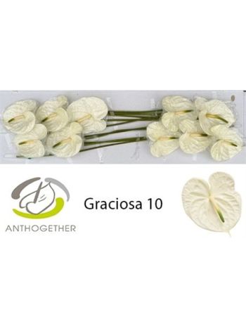 ANTH A GRACIOSA *10