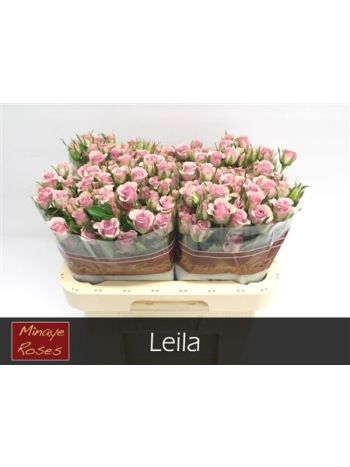 R TR LEILA 60CM