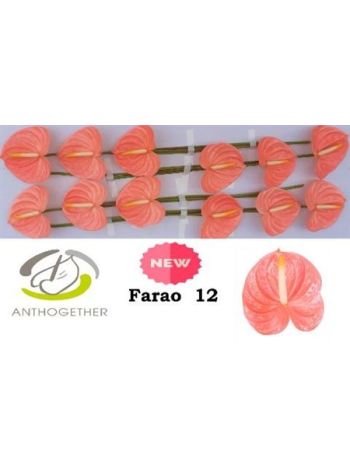 ANTH A FARAO *12