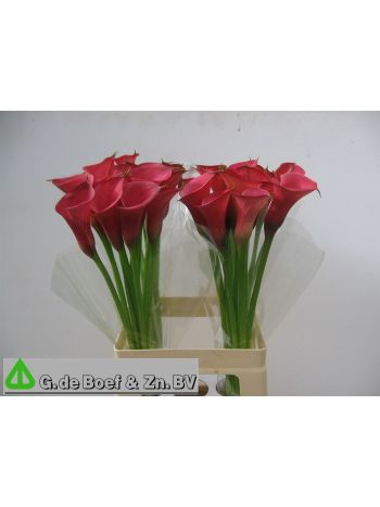 ZANT OV - PINK 65CM
