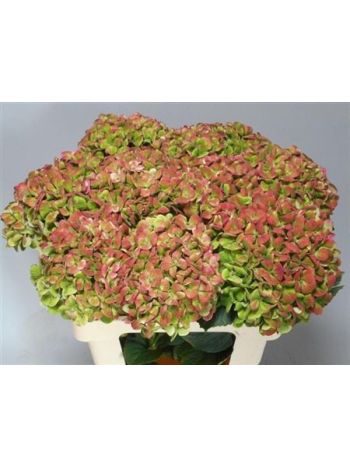 HYDR M MAG CORAL CL 60CM
