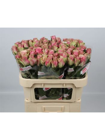 R GR BELLE ROSE 70CM