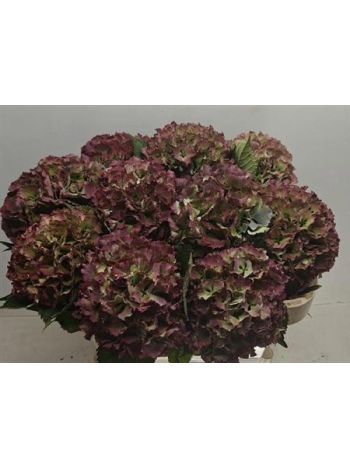 HYDR M ROY SUNSET BL 60CM
