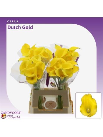ZANT DUTCH GOLD 60CM