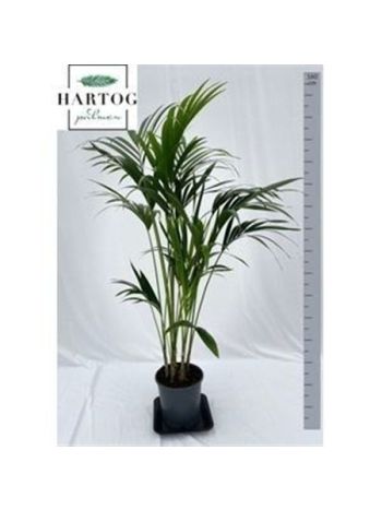 HOWEA FORSTERIANA