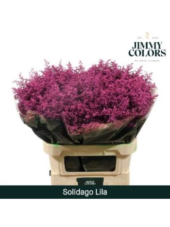SOLI OV KLB H% - LILA