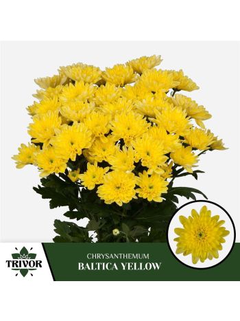 CHR T  S. BALTICA YELLOW