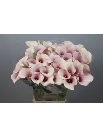 ZANT CAPT ROSETTE 80CM