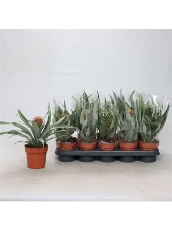 ANANAS OV