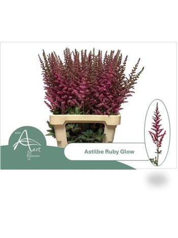 ASTIL RUBY GLOW