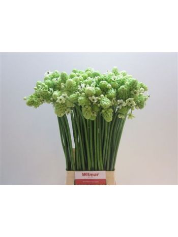 ORNIT SAUNDERSIAE 70CM