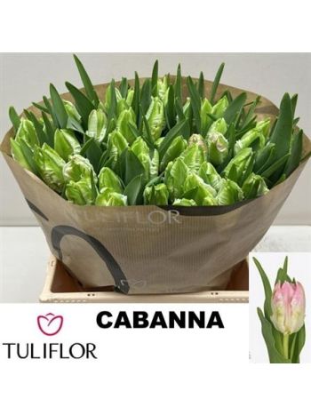 TU PA CABANNA