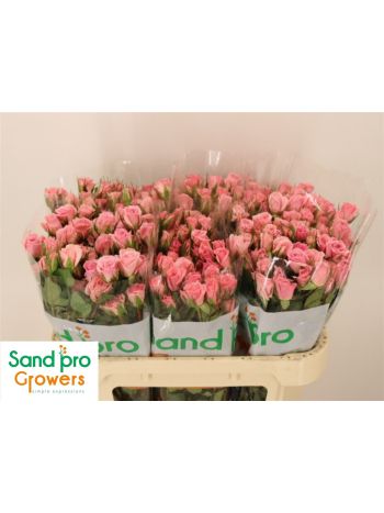 R TR ODILIA 70CM