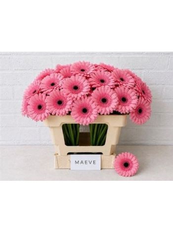 GE MI MAEVE