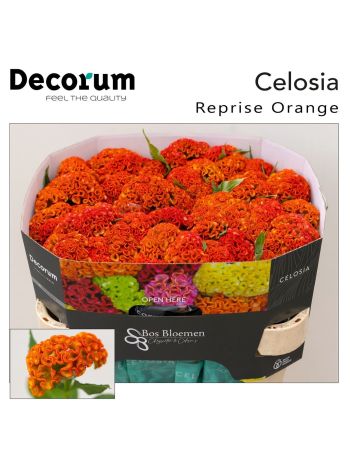 CEL C REPRISE ORANGE