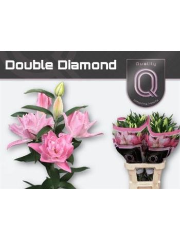 LI OR DU DOU DIAMOND