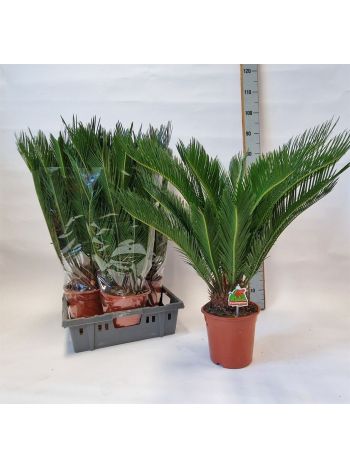 CYCAS REVOLUTA