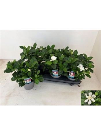 GARDENIA JASMINOIDES