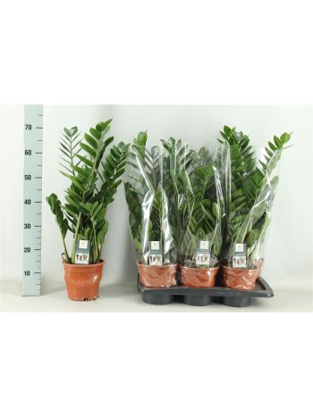 ZAMIOCULCAS ZAMIIFOL