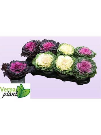 BRASSICA OLERACEA
