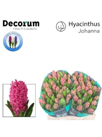 HYAC JOHANNA
