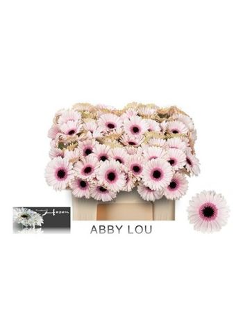 GE MI ABBY LOU