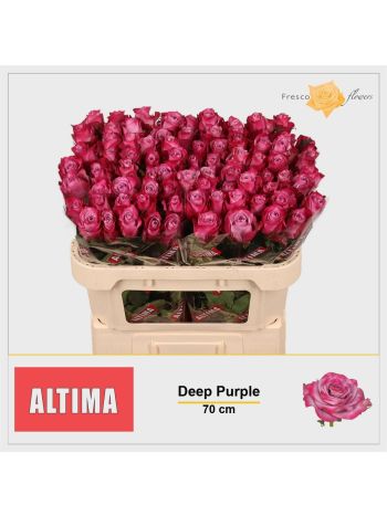 R GR DEEP PURPLE 70CM