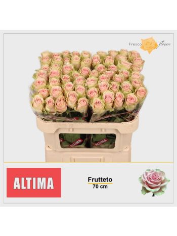 R GR FRUTTETO 70CM