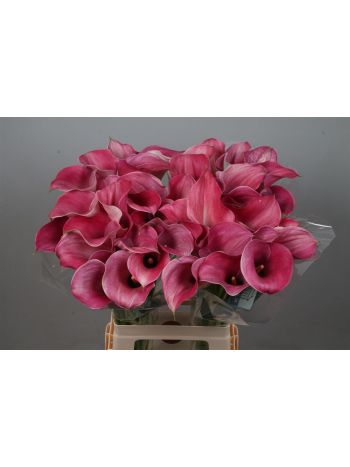 ZANT CAPT ROMANCE 70CM