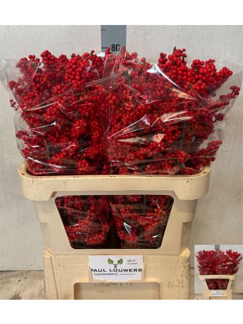 ILEX VE RODE BES 80CM