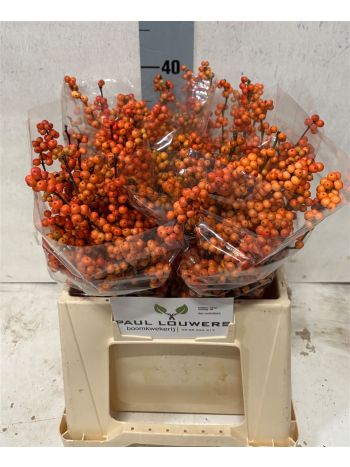ILEX VE WINTER GOLD 40CM