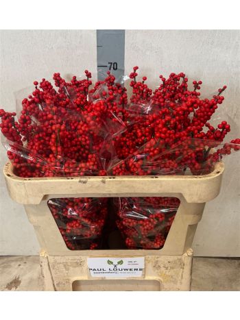 ILEX MAG SUPREME RED 70CM