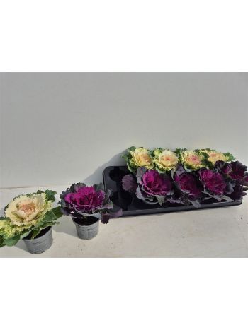 BRASSICA OLERACEA
