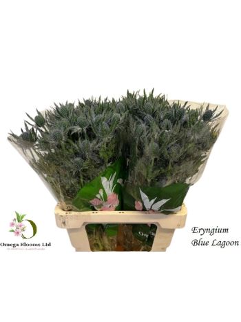 ERYN MAG BLUE LAGOON 60CM *40
