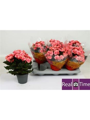 BEG DU MO 2 JOY PINK