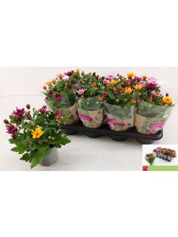 CHRYS MO AUB GEM POT