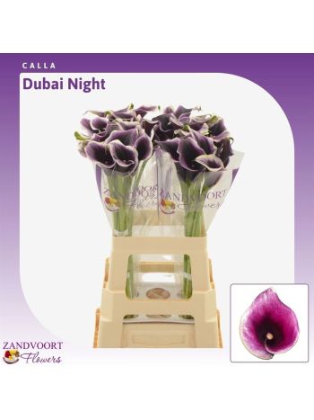 ZANT DUBAI NIGHTS 65CM