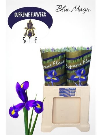 IRIS BLUE MAGIC