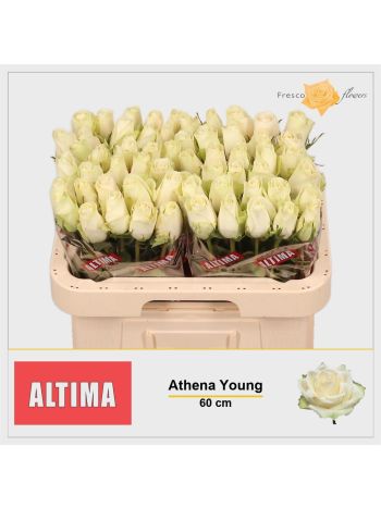 R GR ATHENA 60CM