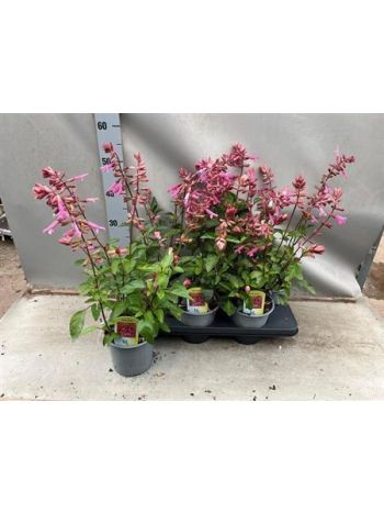 SALVIA LOVE AND WISH AKCIO