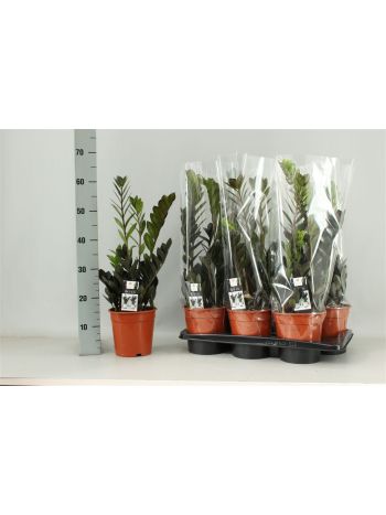 ZAMIOCULCAS RAVEN