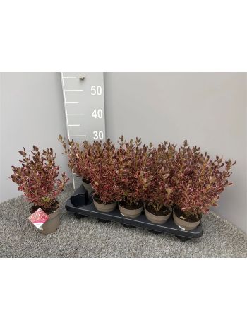 COPROSMA GEM