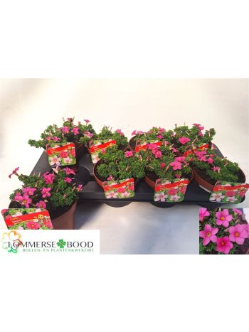 OXALIS SHORTY PINK