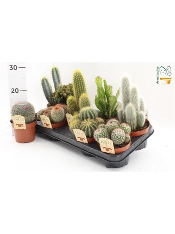 CACTUS GEM *9