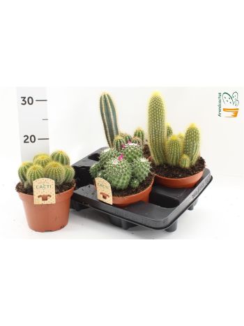 CACTUS GEM *4
