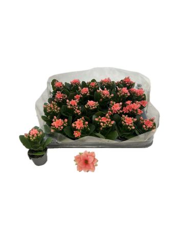 KAL ROSALIE APRICOT