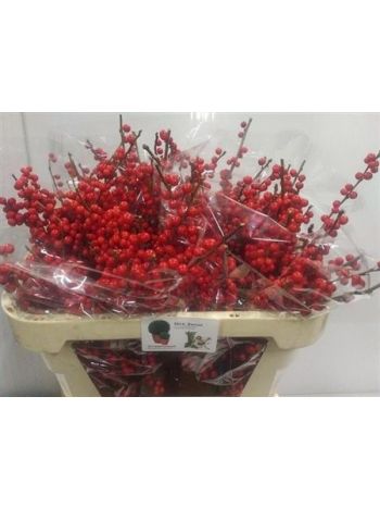 ILEX VE RODE BES 70CM