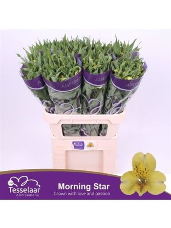 ALSTR MORNING STAR